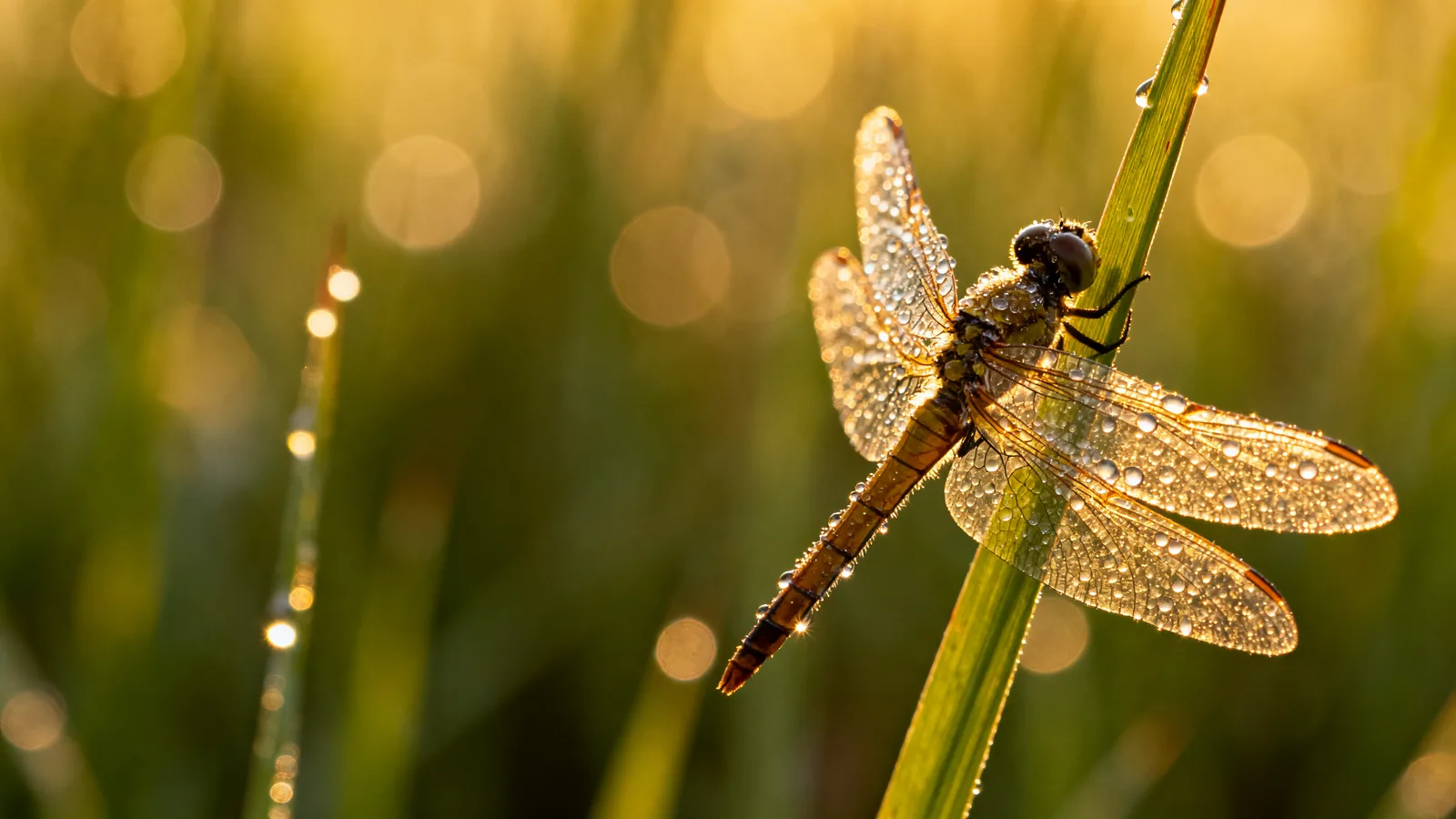 A dragonfly clings to a green blade of grass, its translucent wings and body beaded with morning dew, backlit by golden sunlight with soft bokeh behind.